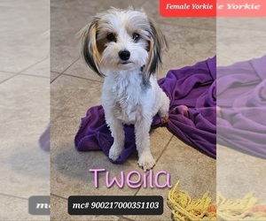 Mother of the Yorkshire Terrier puppies born on 10/24/2025