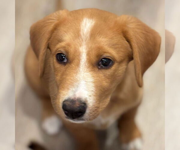 Medium Photo #1 Mutt Puppy For Sale in Laramie, WY, USA