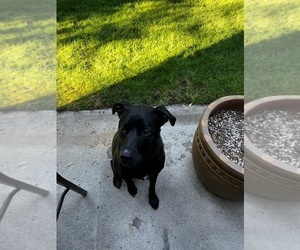 American Pit Bull Terrier-Labrador Retriever Mix Dog for Adoption in RENO, Nevada USA