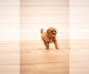 Medium Poodle (Miniature)
