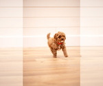 Puppy Comet Poodle (Miniature)