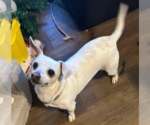 Small #1 Chihuahua Mix
