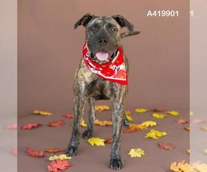 Mutt Dogs for adoption in Conroe, TX, USA