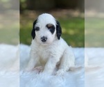 Puppy 5 Bernedoodle