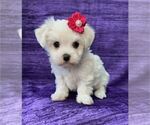 Small #10 Maltese