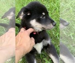 Small Photo #1 Goberian Puppy For Sale in MORGANTOWN, IN, USA