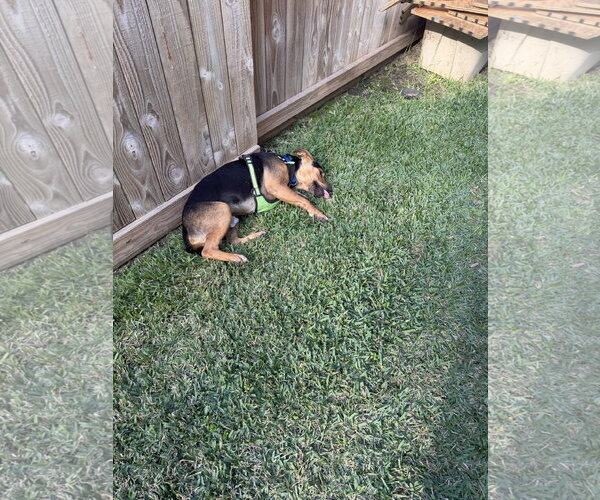 Medium Photo #9 Labrador Retriever-Unknown Mix Puppy For Sale in The Woodlands, TX, USA