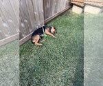 Small #8 Labrador Retriever Mix
