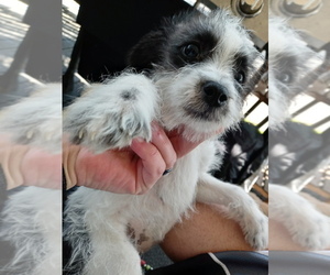 Chihuahua-Poodle (Toy) Mix Puppy for sale in PLAINFIELD, IN, USA