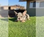 Small #8 French Bulldog