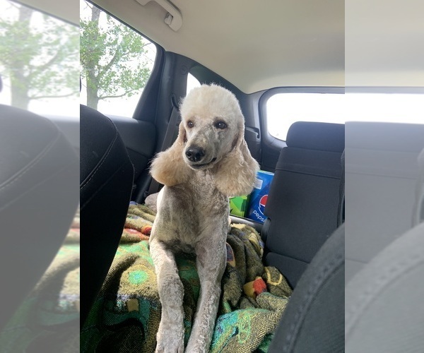 Medium Photo #1 Poodle (Standard) Puppy For Sale in ELKHORN, WI, USA