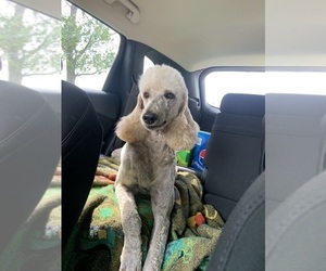 Mother of the Poodle (Standard) puppies born on 05/20/2025