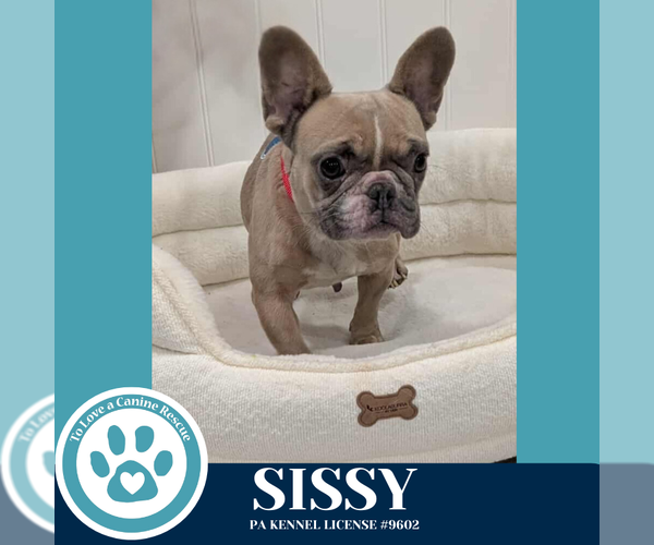 Medium Photo #2 French Bulldog Puppy For Sale in Kimberton, PA, USA