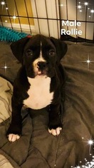 Boxer Puppy for sale in TITUSVILLE, FL, USA
