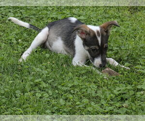 Collie-Unknown Mix Dogs for adoption in Marine City, MI, USA