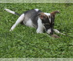 Small Collie Mix