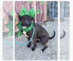 Small #4 American Pit Bull Terrier-Red Heeler Mix