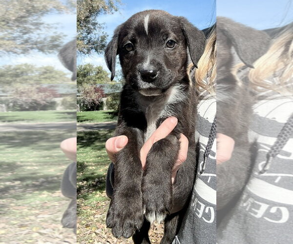 Medium Photo #1 Mutt Puppy For Sale in Clarkston, MI, USA