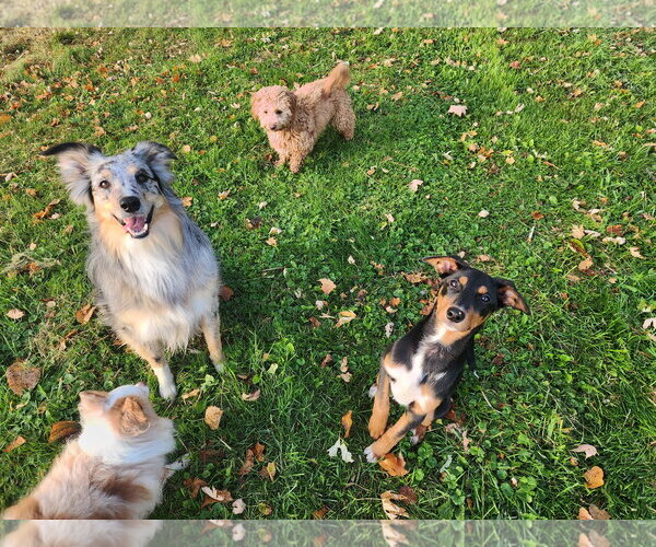 Medium Photo #4 Doberman Pinscher-Unknown Mix Puppy For Sale in Buffalo, MN, USA