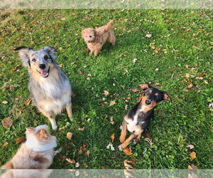 Blair Adoption Pending! - Female Doberman Pinscher-Unknown Mix Dog for Adoption - Photo #4