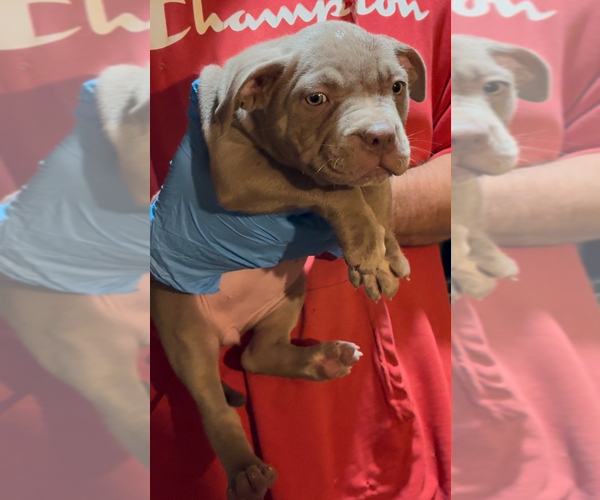 Medium Photo #3 American Bully Puppy For Sale in WALLINGFORD, CT, USA