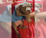 Small #2 American Bully