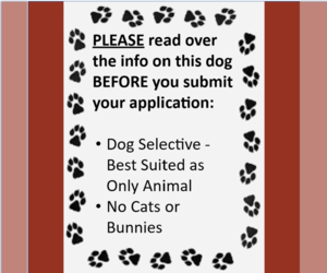 Bread - Male Labrador Retriever-Unknown Mix Dog for Adoption - Photo #5