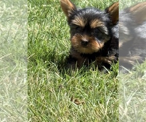 Yorkshire Terrier Puppy for sale in WILEY, CO, USA