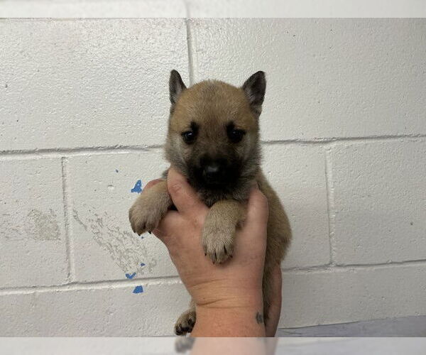 Medium Photo #2 German Shepherd Dog Puppy For Sale in San Bernardino, CA, USA
