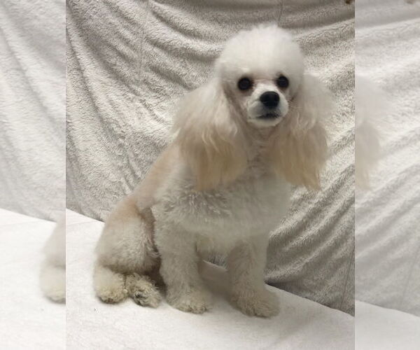 Medium Photo #5 Poodle (Miniature) Puppy For Sale in Lincolnwood, IL, USA