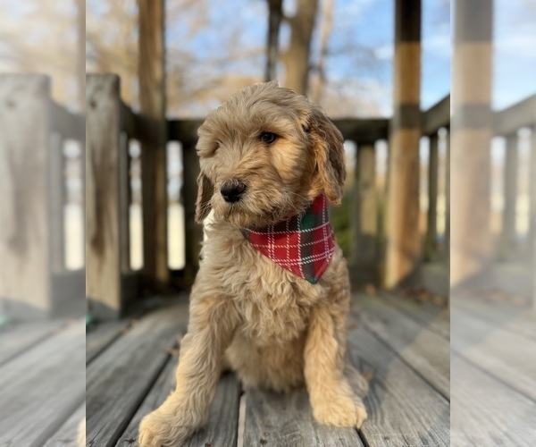 Medium Photo #1 Goldendoodle Puppy For Sale in GOLDSBORO, NC, USA