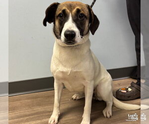Hart - Female Labrador Retriever-Unknown Mix Dog for Adoption - Photo #2