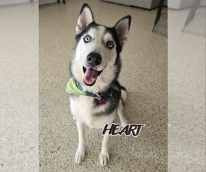 Siberian Husky Dogs for adoption in Severn, MD, USA