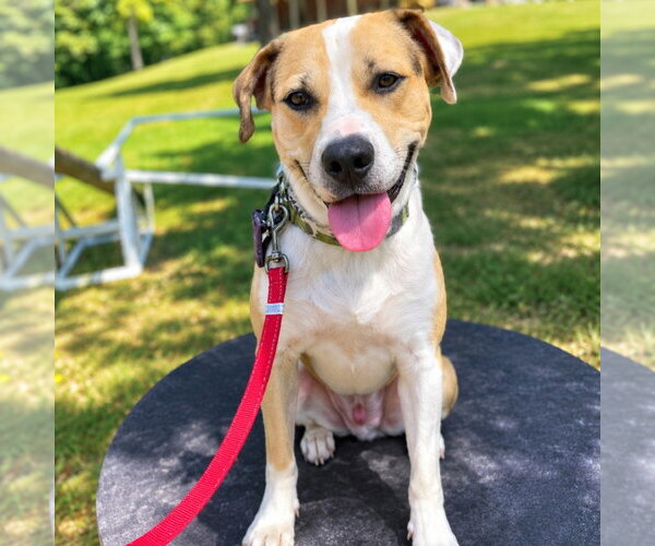 Medium Photo #4 Mutt Puppy For Sale in Canton, CT, USA