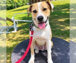 Small Photo #4 Mutt Puppy For Sale in Canton, CT, USA