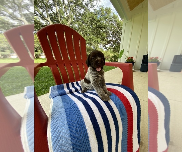 Medium Photo #6 Wirehaired Pointing Griffon Puppy For Sale in NEWPORT, NC, USA