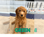 Small #1 Goldendoodle