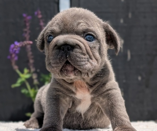 Medium Photo #17 French Bulldog Puppy For Sale in GOSHEN, IN, USA