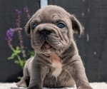 Small Photo #17 French Bulldog Puppy For Sale in GOSHEN, IN, USA