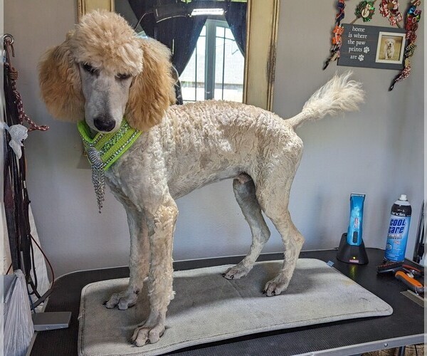 Medium Photo #27 Poodle (Standard) Puppy For Sale in SAND SPRINGS, OK, USA