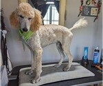 Small #26 Poodle (Standard)