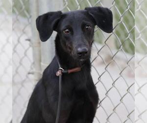 Doberman Pinscher-Unknown Mix Dogs for adoption in Modesto, CA, USA