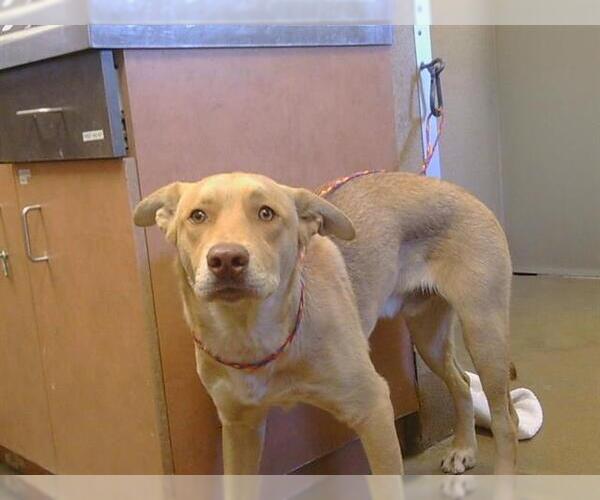 Medium Photo #1 Carolina Dog-Unknown Mix Puppy For Sale in Sacramento, CA, USA