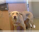 *MIGHTY BEANZ - Male Carolina Dog-Unknown Mix Dog for Adoption - Small photo