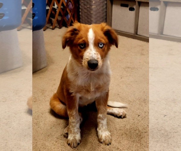 Medium Photo #2 Mutt Puppy For Sale in Mechanicsburg, PA, USA