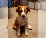 Small #1 Mutt