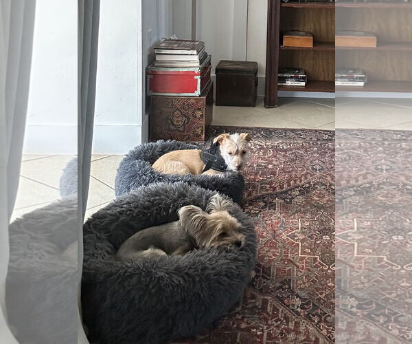 Medium Photo #2 Cairn Terrier-Unknown Mix Puppy For Sale in Valrico, FL, USA