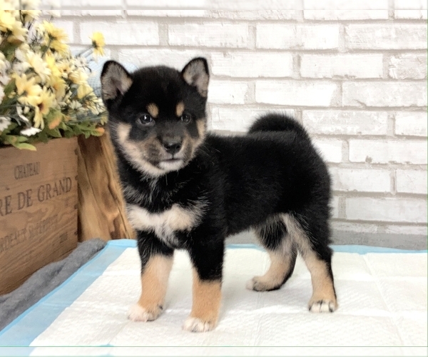 Medium Photo #6 Shiba Inu Puppy For Sale in SAN DIEGO, CA, USA