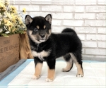 Small Photo #6 Shiba Inu Puppy For Sale in SAN DIEGO, CA, USA