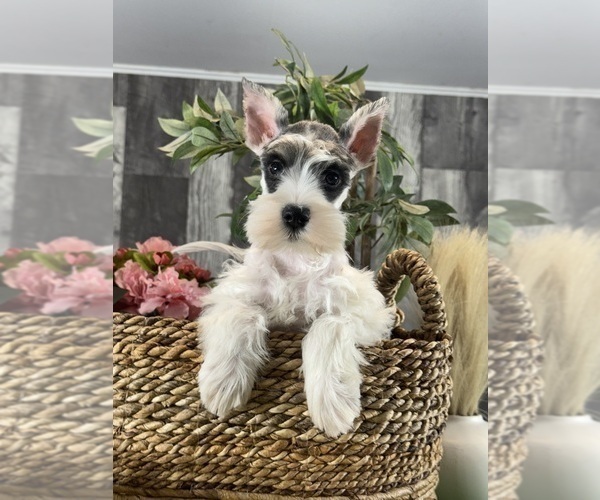 Medium Photo #2 Schnauzer (Miniature) Puppy For Sale in CANOGA, NY, USA
